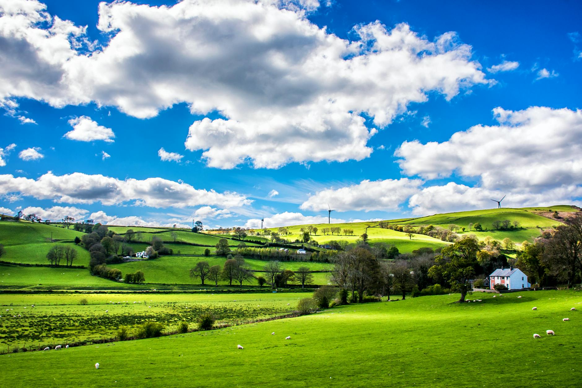 green leafed trees under blue sky