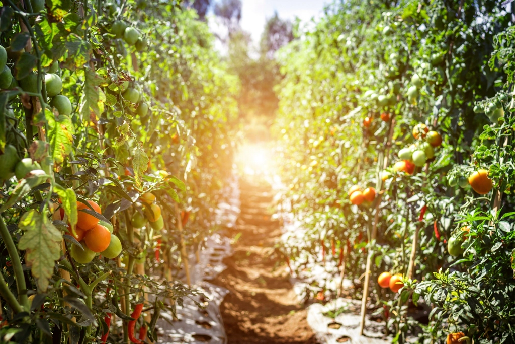 Branch fresh tomatoes hanging trees