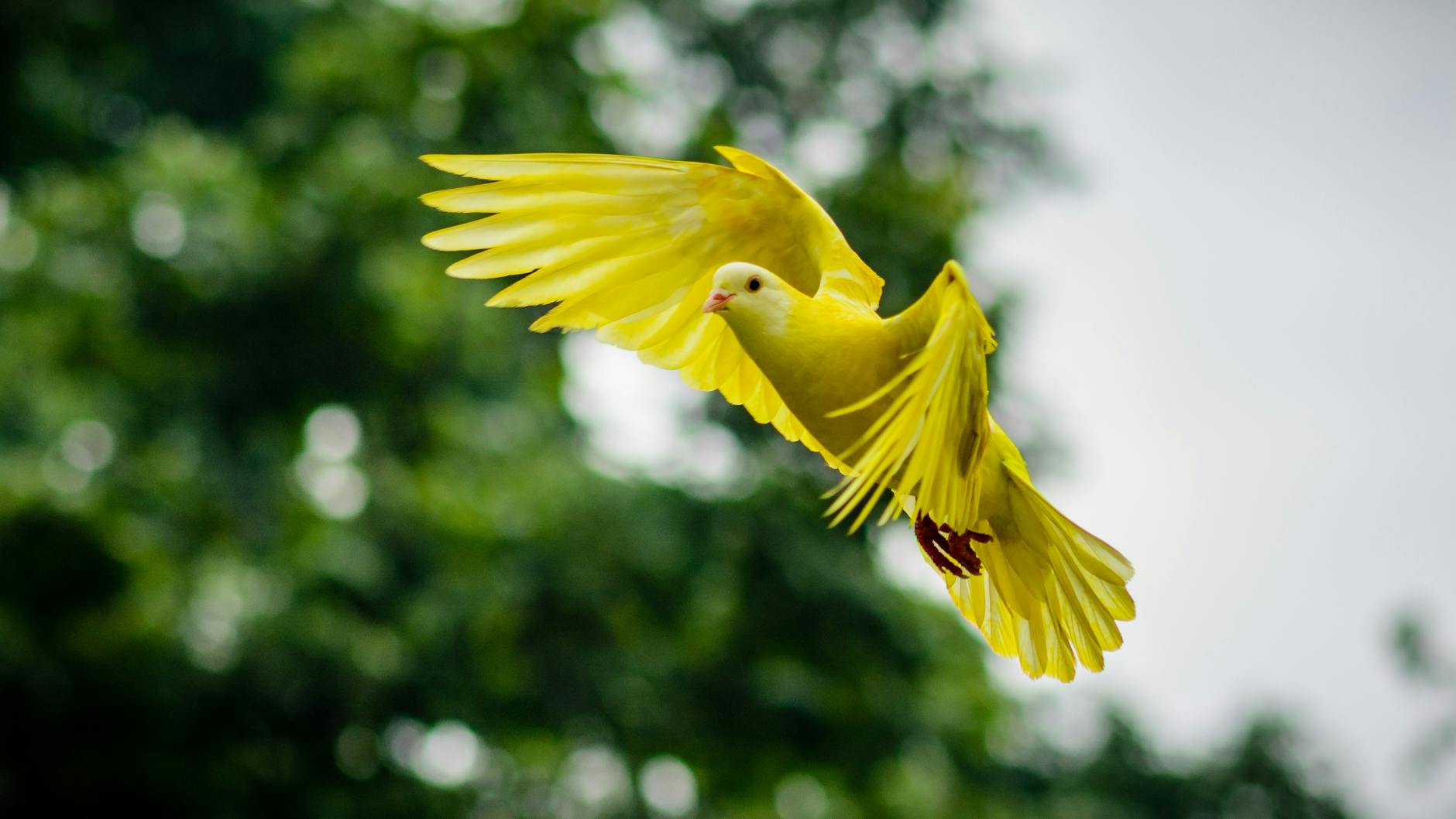 flying yellow bird