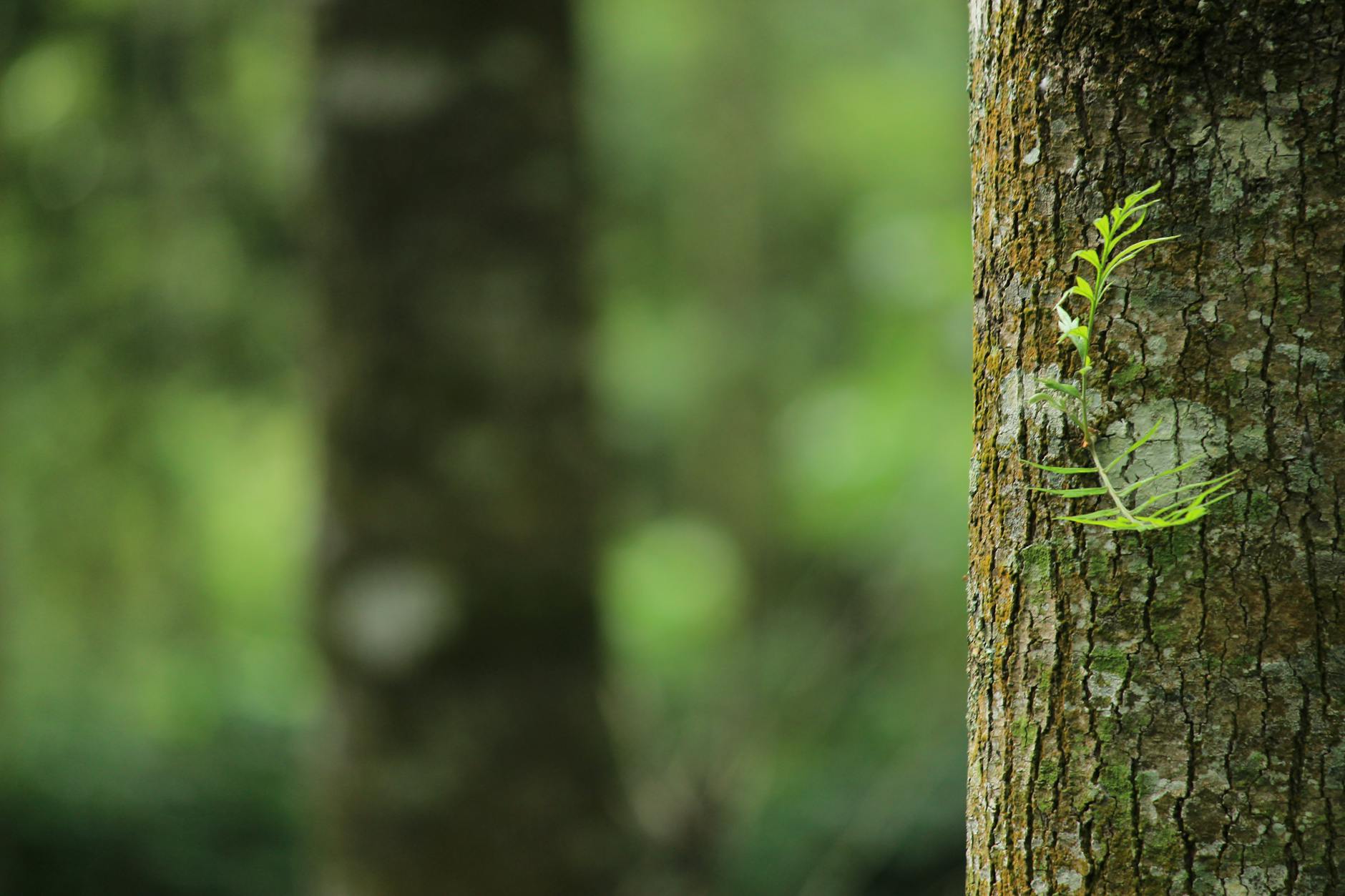 shallow focus photography of brown tree trunk