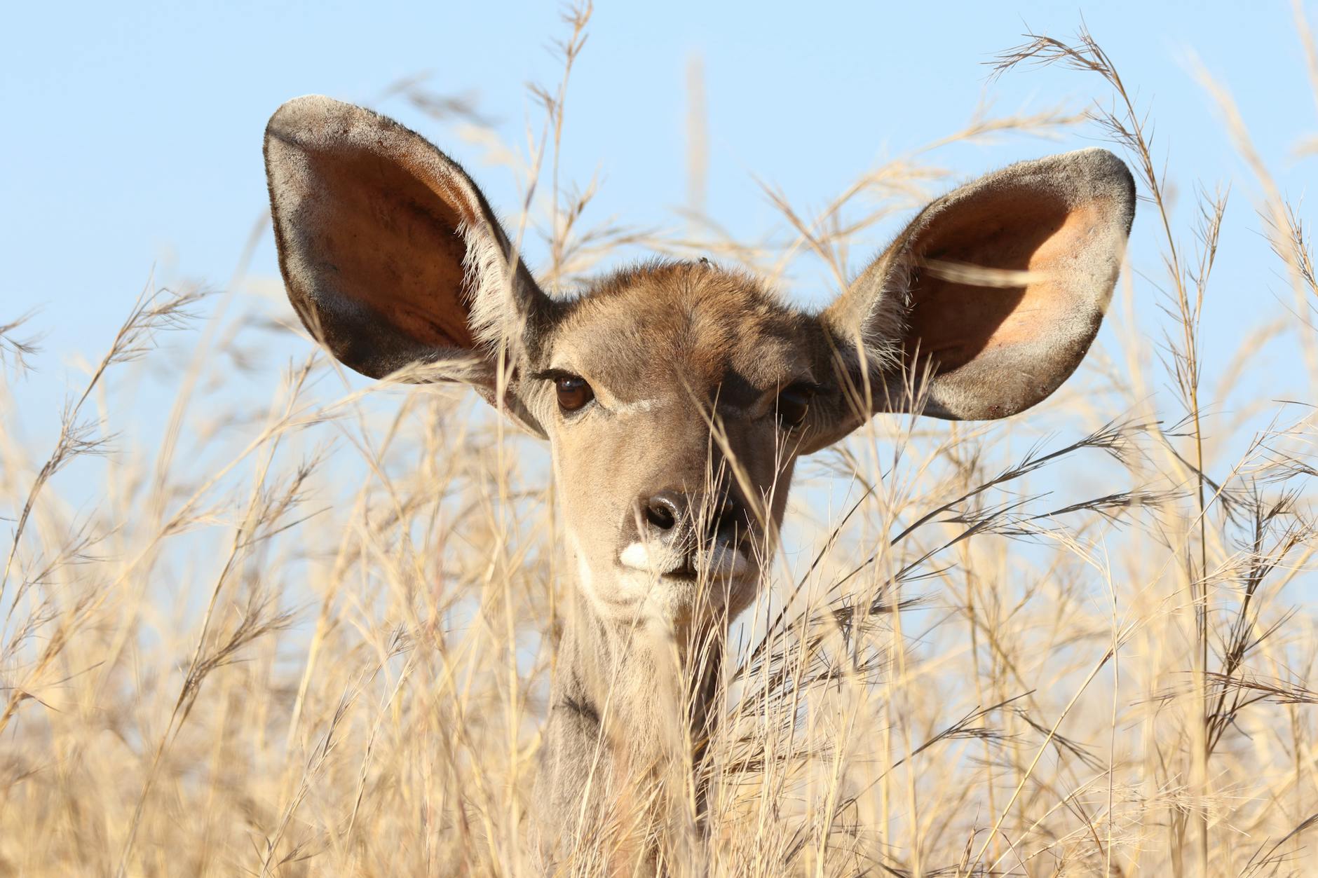 deer behind grass