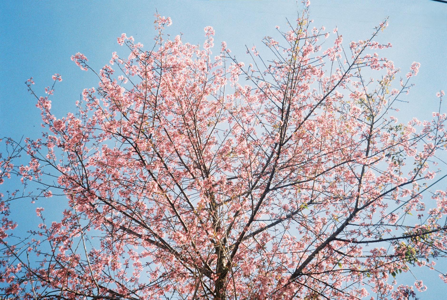 cherry blossom tree in full bloom against blue sky