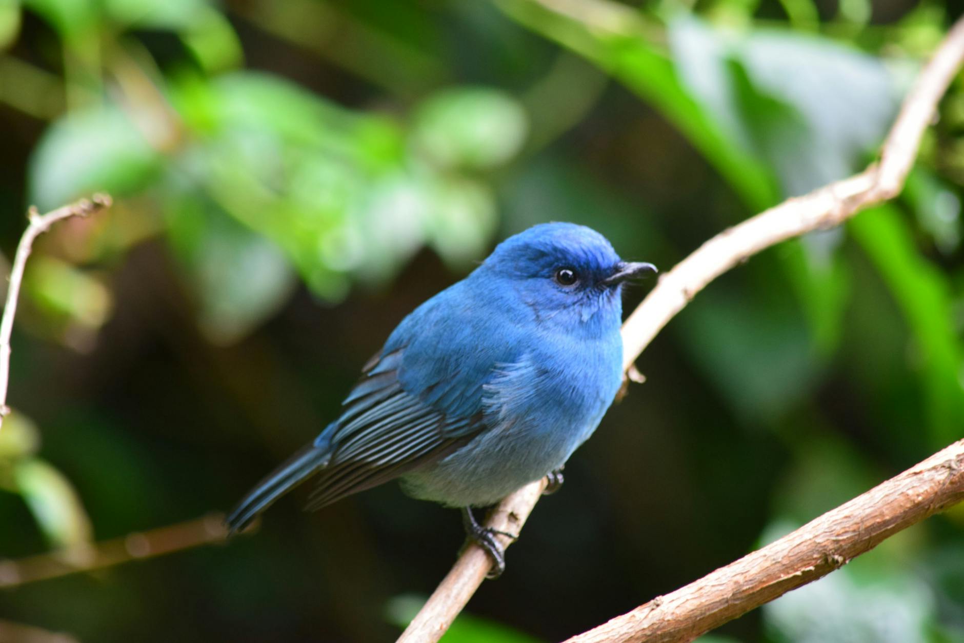 blue bird